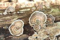 Trametes versicolor image