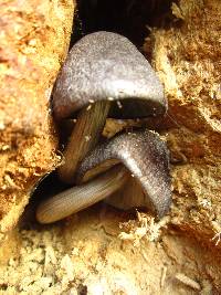 Pluteus atromarginatus image