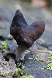 Gyromitra infula image