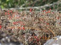 Cladonia cristatella image