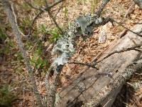 Media resource of Flavoparmelia caperata