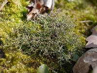 Cladonia furcata image