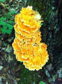 Laetiporus sulphureus image