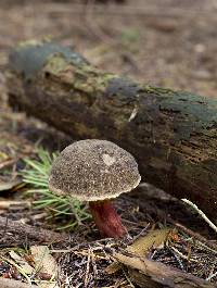 Boletus chrysenteron image