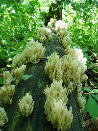 Artomyces pyxidatus image