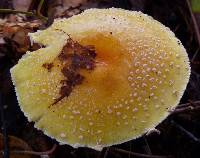 Amanita muscaria image