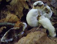Hypomyces chrysospermus image