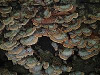 Trametes versicolor image