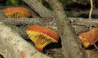 Phylloporus rhodoxanthus image