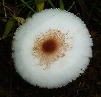 Leucoagaricus americanus image