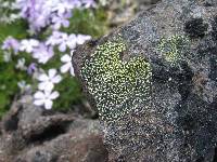 Rhizocarpon geographicum image