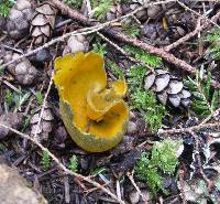 Caloscypha fulgens image