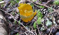 Caloscypha fulgens image