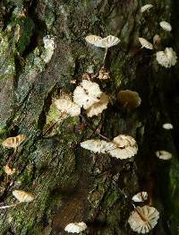 Marasmius rotula image