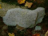 Media resource of Porpidia albocaerulescens
