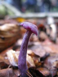 Laccaria amethystina image