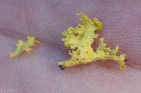 Vulpicida canadensis image