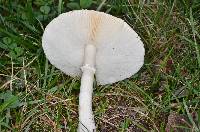 Media resource of Leucoagaricus leucothites