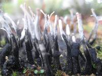 Xylaria hypoxylon image