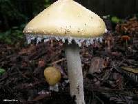 Stropharia ambigua image