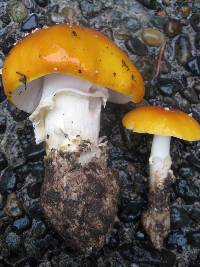 Amanita muscaria image