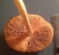 Pluteus cervinus image