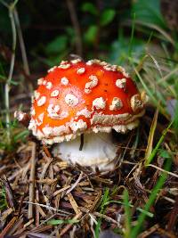 Amanita muscaria image