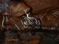 Media resource of Xylaria polymorpha