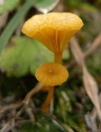 Lichenomphalia chromacea image