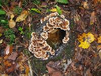 Trametes versicolor image