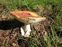 Amanita muscaria image