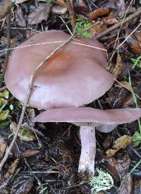 Thumbnail image of current specimen