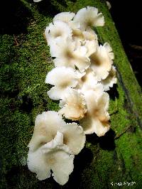 Media resource of Clitocybula oculata