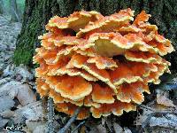 Laetiporus sulphureus image