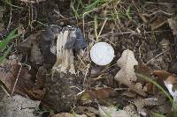 Helvella lacunosa image