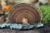 Media resource of Daedalea confragosa