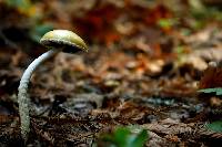 Stropharia ambigua image