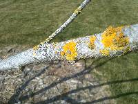 Media resource of Xanthoria parietina