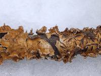 Stereum complicatum image