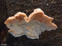 Merulius tremellosus image