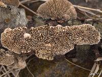 Lenzites betulina image