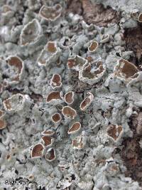Media resource of Myelochroa galbina