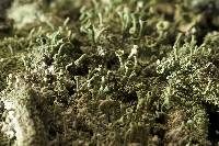 Media resource of Cladonia chlorophaea