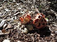 Clathrus ruber image