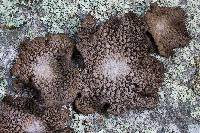 Lasallia papulosa image