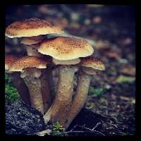 Armillaria ostoyae image