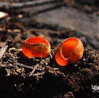 Caloscypha fulgens image
