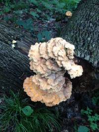 Laetiporus sulphureus image