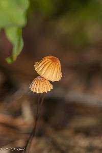 Marasmius siccus image