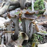 Craterellus cornucopioides image